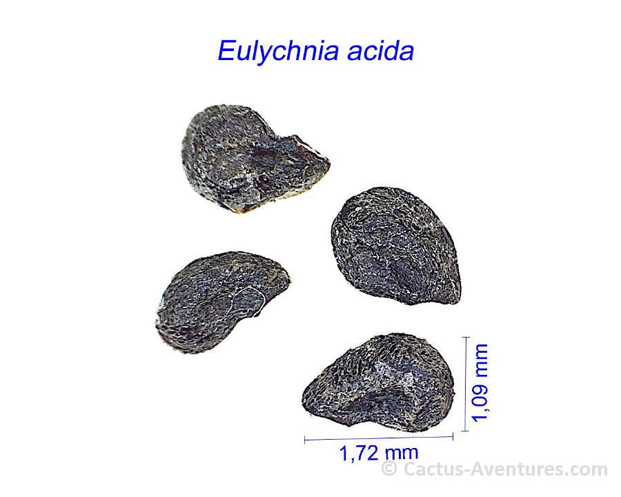 Eulychnia acida AL.jpg 1